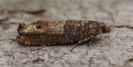 Epinotia tetraquetrana