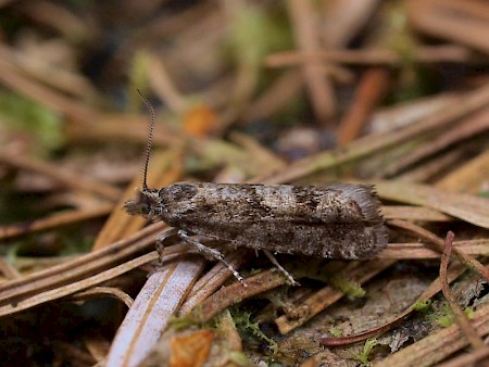 Epinotia pygmaeana