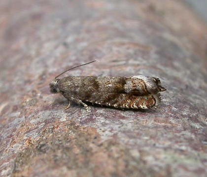 Adult &bull; Elham Park Wood, Kent &bull; &copy; Francis Solly