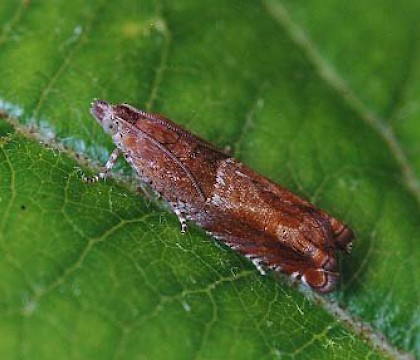 Adult &bull; Littleborough, Lancashire &bull; &copy; Ian Kimber