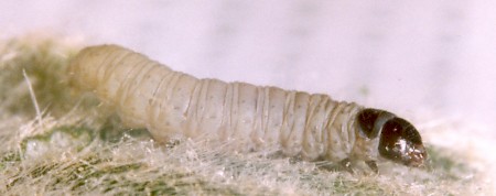 Nut Bud Moth Epinotia tenerana