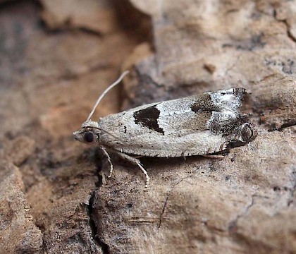 Adult, typical form &bull; Maesteg, Glamorgan &bull; &copy; Paul Parsons