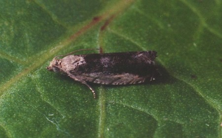 Epinotia ramella