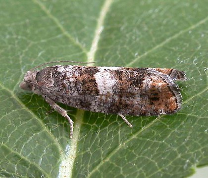 Adult &bull; Formby, Lancashire &bull; &copy; Ian Kimber