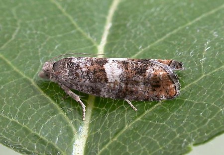 Epinotia rubiginosana