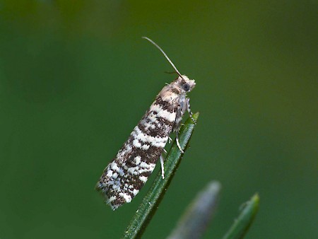 Epinotia tedella