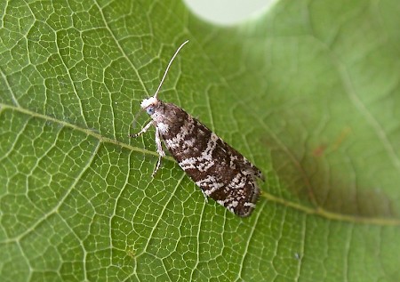 Epinotia tedella