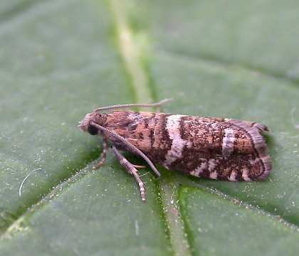 Adult &bull; Clowes Wood, Kent &bull; &copy; Francis Solly