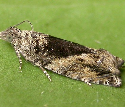 Adult &bull; Eye, Suffolk &bull; &copy; Paul Kitchener