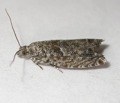 Adult &bull; North Buckinghamshire. Gen. det. PH &bull; &copy; Dave Wilton