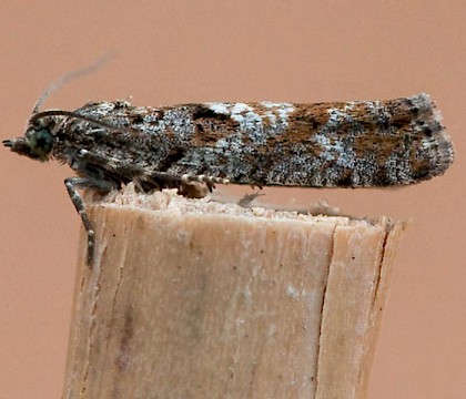 Adult &bull; South Uist, Outer Hebrides &bull; &copy; Chris Johnson