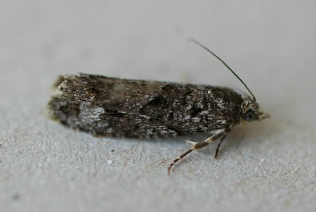 Larch Tortrix Zeiraphera griseana