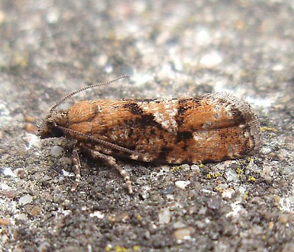 Adult &bull; Nantyffyllon, Maesteg, Glamorgan &bull; &copy; Paul Parsons