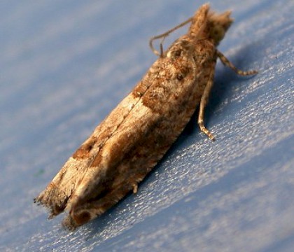 Adult &bull; Guernsey, Channel Islands &bull; &copy; Mark Lawlor