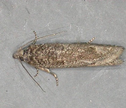 Adult &bull; Box Hill, Surrey; gen. det. R.Terry &bull; &copy; David Howden