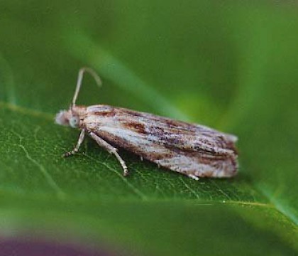Adult &bull; Littleborough, Lancashire &bull; &copy; Ian Kimber