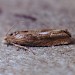 Adult • Gait Barrows NNR, Lancashire • © Ian Kimber