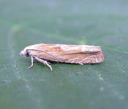 Adult &bull; Kingsgate, Kent &bull; &copy; Francis Solly