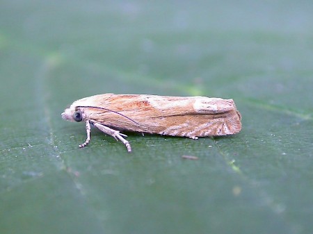 Eucosma fulvana