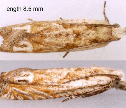 Adult &bull; Ex larva on Aster tripolium. Flints. &bull; &copy; Ian Smith