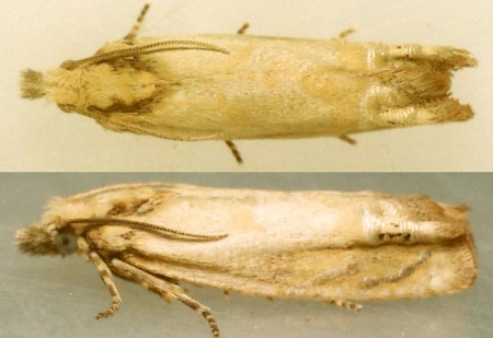 Eucosma tripoliana