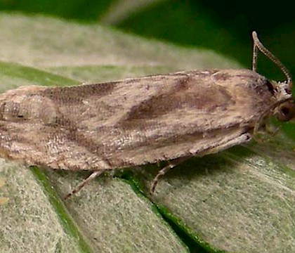 Adult &bull; Kent &bull; &copy; Philip Jewess