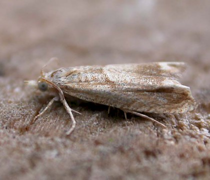 Adult &bull; Hellerup, Denmark &bull; &copy; Donald Hobern