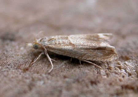 Eucosma conterminana