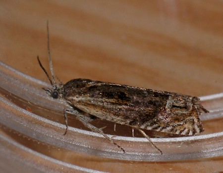 Eucosma aspidiscana