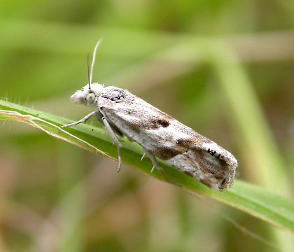 Adult &bull; &copy; David Grundy