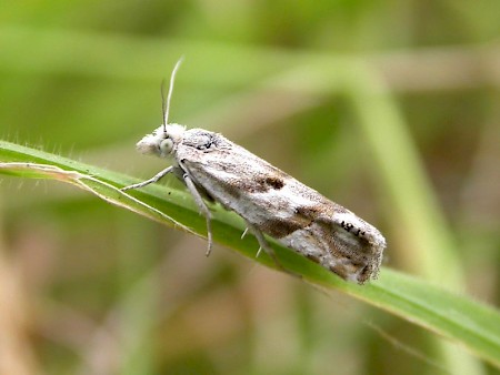 Eucosma pupillana