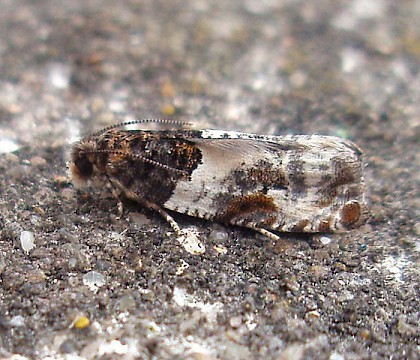 Adult &bull; Nantyffyllon, Maesteg, Glamorgan &bull; &copy; Paul Parsons