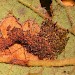 Habitation • On underside of Salix leaf. Manchester. October. • © Shane Farrell