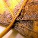 Feeding signs (early instar larva) • Catfield, Norfolk, on Populus x canadensis • © Andy Beaumont