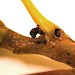 Feeding signs (late instar larva) • Catfield, Norfolk, on Populus x canadensis • © Andy Beaumont