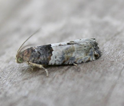 Adult &bull; Hellerup, Denmark &bull; &copy; Donald Hobern