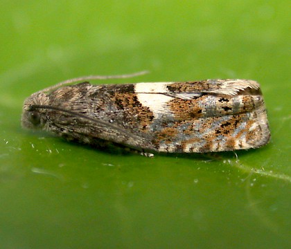 Adult &bull; Barkestone-le-Vale, Leics. &bull; &copy; Andy Mackay