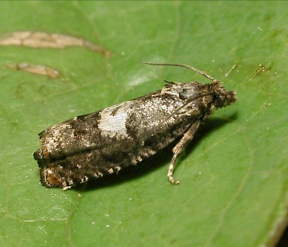 Adult &bull; Ripon, N.Yorks &bull; &copy; Charles Fletcher