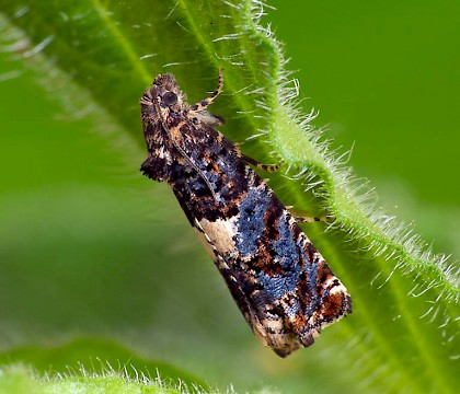 Adult &bull; Halesowen, West Midlands, gen. det. PC &bull; &copy; Patrick Clement