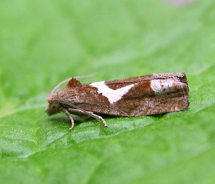 Adult &bull; &copy; Shane Farrell