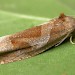 Adult, brown form • Eye, Suffolk • © Paul Kitchener