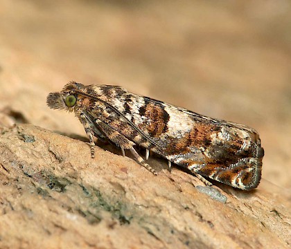 Adult &bull; &copy; Patrick Clement