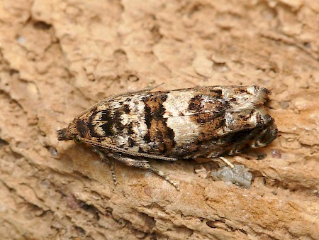 Epiblema costipunctana