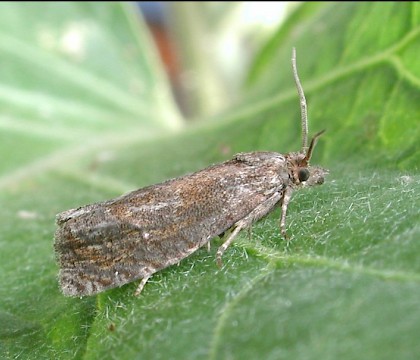 Adult &bull; Ripon, N.Yorks &bull; &copy; Charles Fletcher