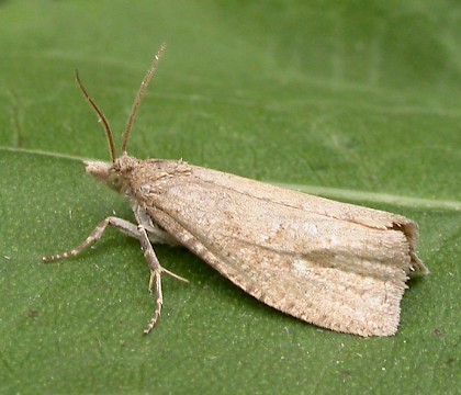 Adult &bull; Iken Cliff, Suffolk &bull; &copy; Paul Kitchener