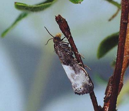 Adult &bull; Littleborough, Lancashire &bull; &copy; Ian Kimber