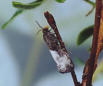 Notocelia cynosbatella