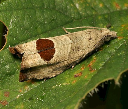 Adult &bull; East London &bull; &copy; Tristan Bantock