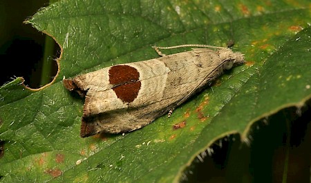 Bramble Shoot Moth Notocelia uddmanniana