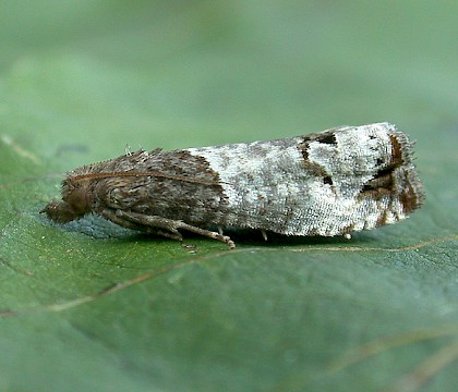 Adult &bull; Ketton Quarry, Rutland, Leics. &bull; &copy; Andy Mackay